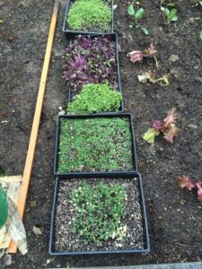trays for growing microgreens