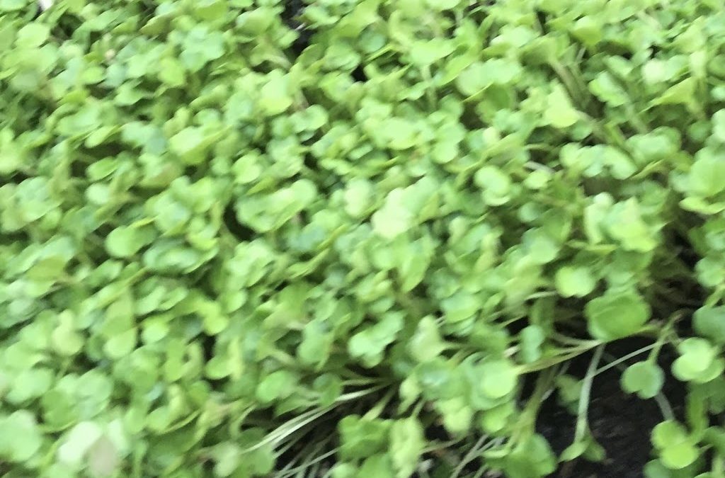 GROW your own – Microgreens in the Kitchen