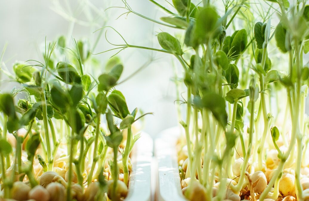 Grow your own microgreens in the kitchen