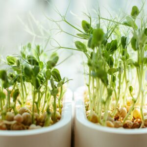 growing microgreens and sprouts at home