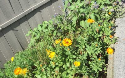 Calendula – flower or herb?