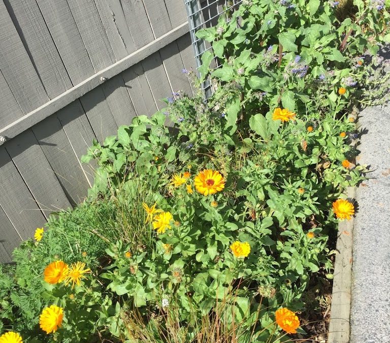 Calendula – flower or herb? this seasons crop