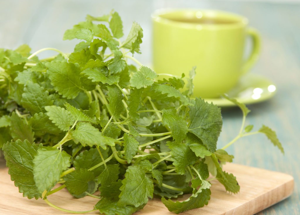 lemon balm loose leaf organic herb tea Grow Eat Heal